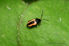 Phyllotreta striolata