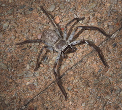 Isopedella conspersa