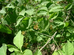 Euonymus verrucosus