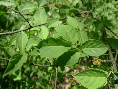 Euonymus verrucosus