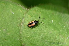 Phyllotreta striolata