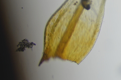 Racomitrium ericoides