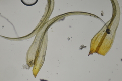 Racomitrium ericoides