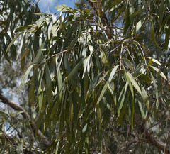 Melaleuca argentea
