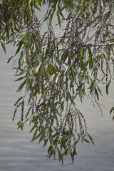 Melaleuca argentea