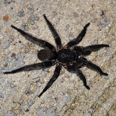 Seqocrypta jakara