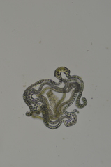 Racomitrium ericoides