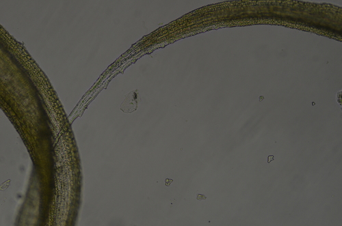 Image of Racomitrium ericoides by no rights reserved