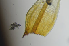 Racomitrium ericoides