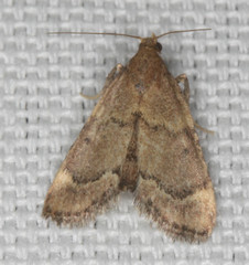 Hypsopygia phoezalis