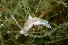 Prostheceraeus moseleyi
