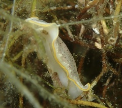 Prostheceraeus moseleyi