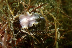 Prostheceraeus moseleyi