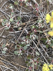 Eriogonum marifolium