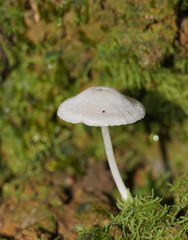 Entoloma albidosimulans