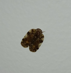 Aprivesa