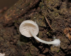 Entoloma albidosimulans