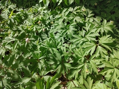 Anemonoides nemorosa