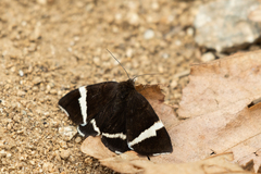 Leucomelas juvenilis