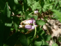 Anemonoides nemorosa