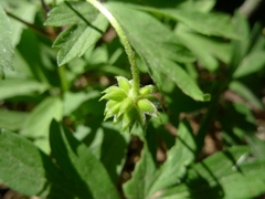 Anemonoides nemorosa