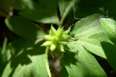 Anemonoides nemorosa