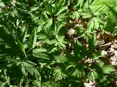 Anemonoides nemorosa