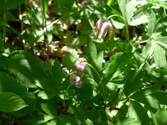 Anemonoides nemorosa