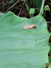 Kurixalus idiootocus