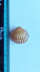 Acanthocardia aculeata
