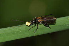Oedemera pthysica