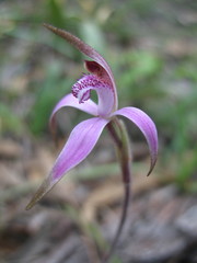 Caladenia hirta rosea
