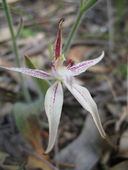 Caladenia × triangularis