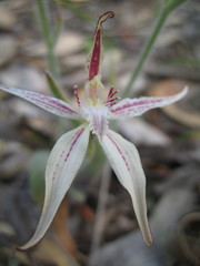 Caladenia × triangularis