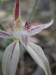 Caladenia × triangularis