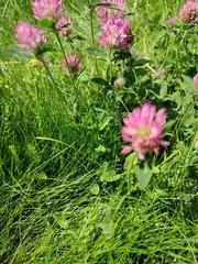Trifolium pratense