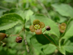 Euonymus verrucosus