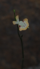 Utricularia fulva