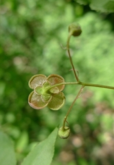 Euonymus verrucosus
