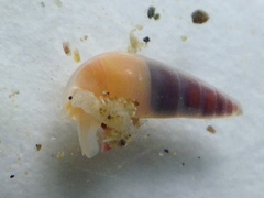 Melanella micans