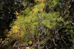 Asparagus setaceus