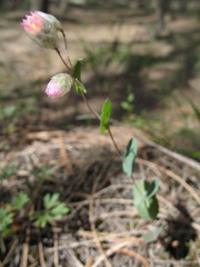 Rhodanthe manglesii