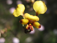 Diuris brachyscapa