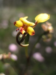 Diuris brachyscapa