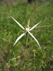Caladenia horistes