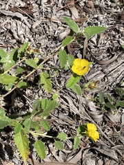 Melhania oblongifolia