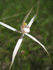 Caladenia horistes