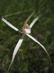 Caladenia horistes