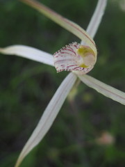 Caladenia horistes