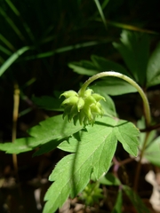 Anemonoides nemorosa
